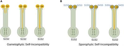 Intra- and inter-specific reproductive barriers in the tomato clade